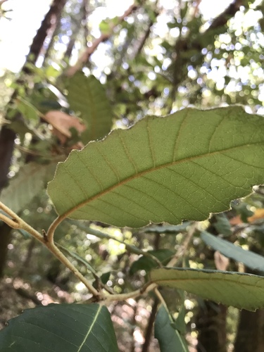 iNaturalist observation photo of Tanoak