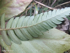 Dryopteris varia