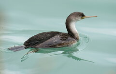 Phalacrocorax punctatus punctatus