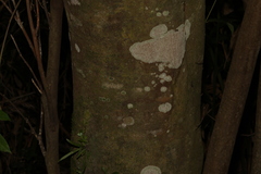 Ficus coronata