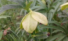 Helleborus bocconei