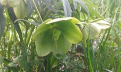 Helleborus bocconei
