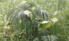 Helleborus bocconei