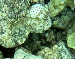 Palythoa tuberculosa