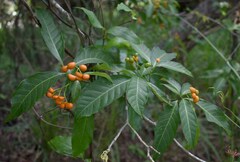 Tabernaemontana orientalis