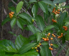 Tabernaemontana orientalis