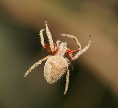 Hortophora