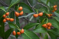 Tabernaemontana orientalis