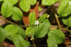 Hackelia latifolia