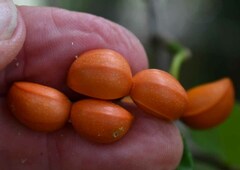 Tabernaemontana orientalis