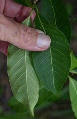 Tabernaemontana orientalis