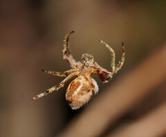 Hortophora