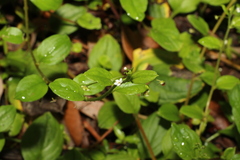 Hackelia latifolia