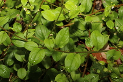 Hackelia latifolia