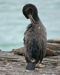 Phalacrocorax punctatus punctatus