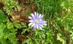 Anemonoides apennina