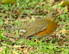 Turdus chrysolaus