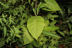Solanum betaceum