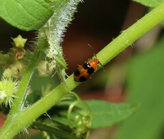 Aulacophora hilaris