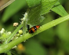 Aulacophora hilaris