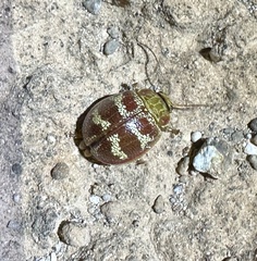 Paropsis mystica