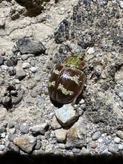 Paropsis mystica