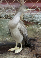 Phalacrocorax punctatus punctatus