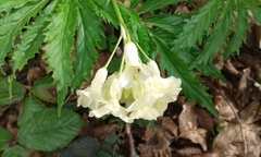Cardamine kitaibelii