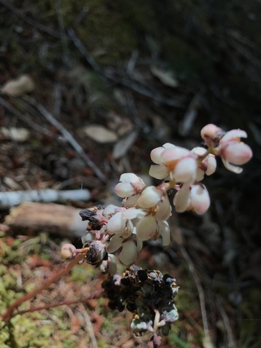 iNaturalist observation photo of Scotophyllae
