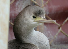 Phalacrocorax punctatus punctatus