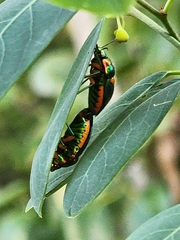 Lampromicra senator