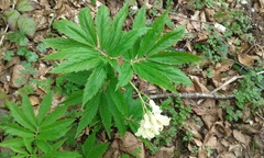 Cardamine kitaibelii