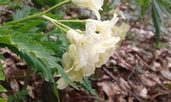 Cardamine kitaibelii