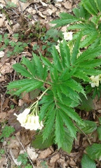 Cardamine kitaibelii