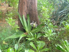 Hymenocallis littoralis