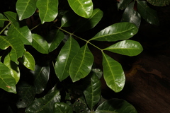Dysoxylum fraserianum