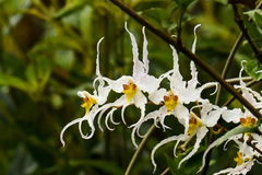 Oncidium cirrhosum
