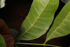 Dysoxylum fraserianum