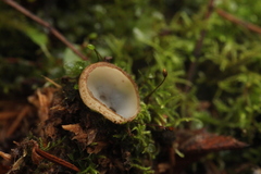 Humaria hemisphaerica