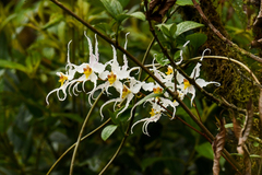 Oncidium cirrhosum