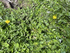 Arctotheca prostrata