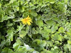 Arctotheca prostrata