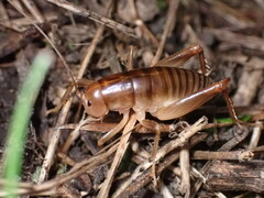 Ceuthophilus californianus