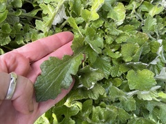 Arctotheca prostrata