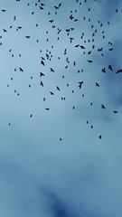 Pyrrhocorax graculus