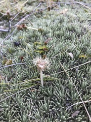 Celmisia sessiliflora