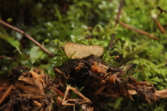 Humaria hemisphaerica