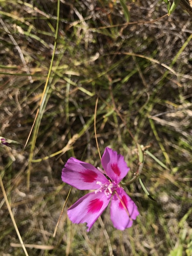 iNaturalist observation photo of slender clarkia