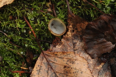 Humaria hemisphaerica