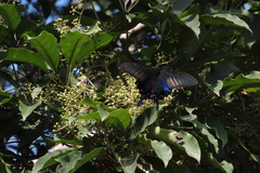 Papilio bianor